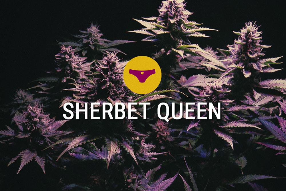 Sherbet Queen: Indica Ammaliante e Incredibilmente Potente
