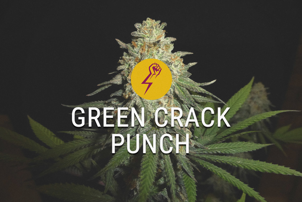 Green Crack Punch: la Nuova Interpretazione di Classiche Genetiche Americane