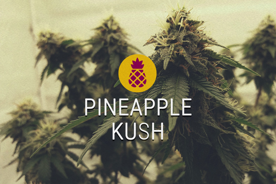 Semi di cannabis femminizzati Pineapple Kush