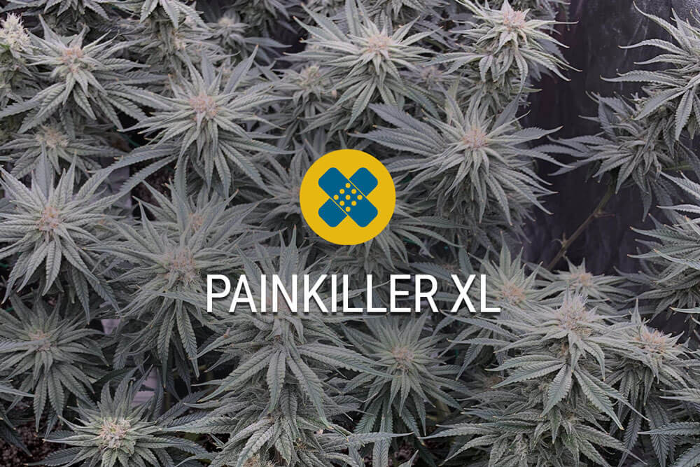 Recensione sulla varietà Painkiller
