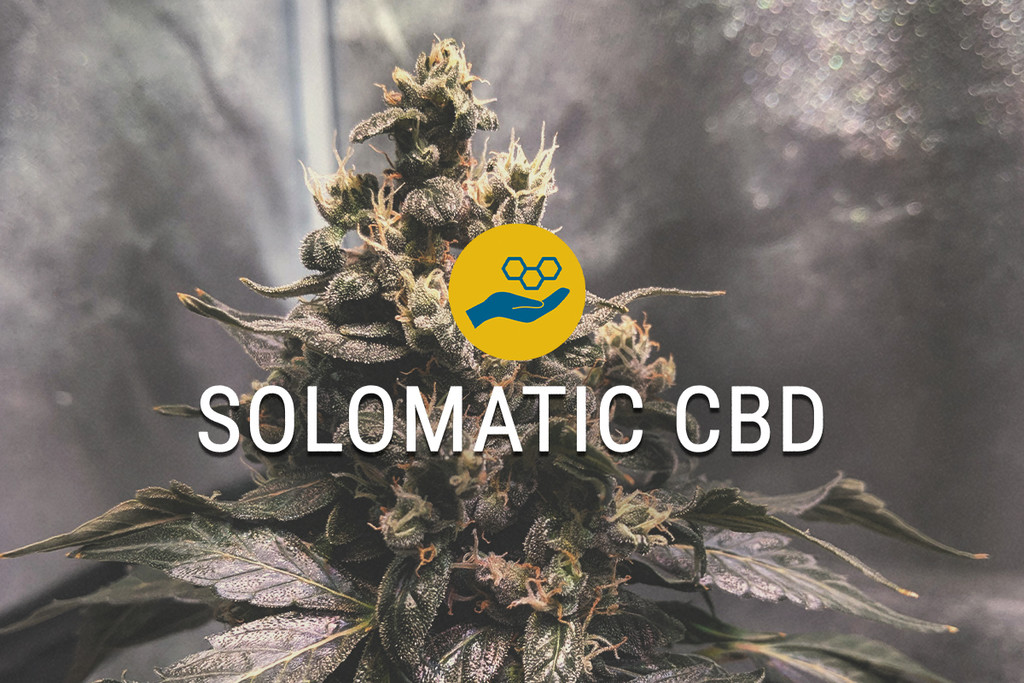 Solomatic CBD Semi di Cannabis Terapeutica
