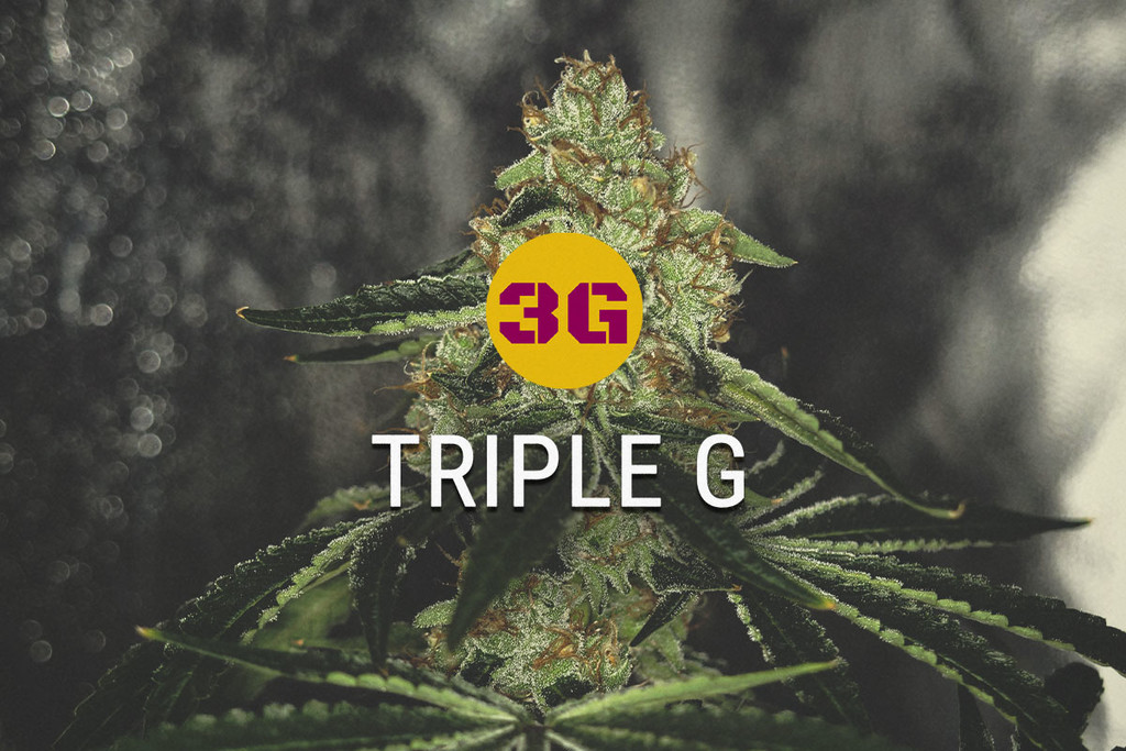 Triple G: Gorilla Glue Incontra Gelato 33