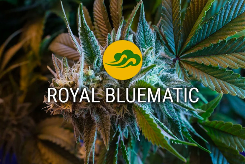 I semi di cannabis autofiorente Royal Bluematic