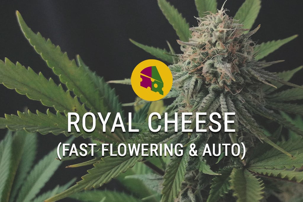 Royal Cheese Fast Flowering: Cime al Formaggio Pronte in un Lampo