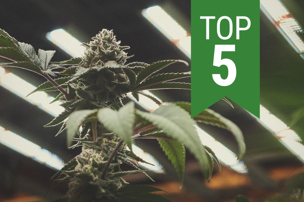 I 5 Migliori Semi di Cannabis Autofiorenti da Coltivare Indoor