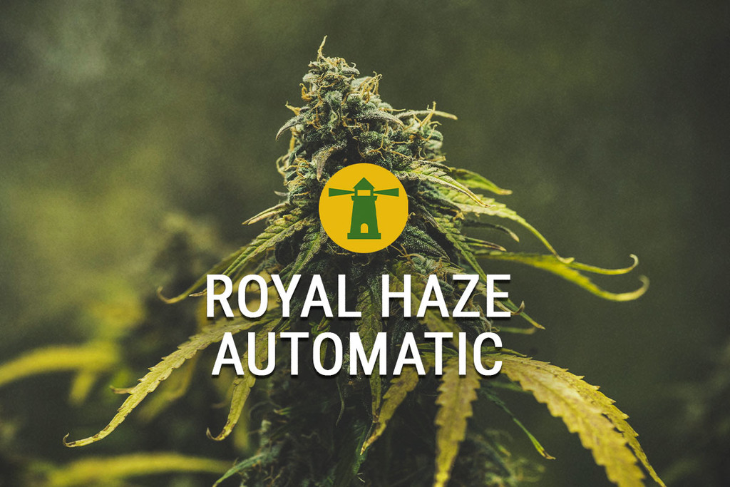 Royal Haze Automatic offre una ripresa veloce, la migliore per gli intenditori