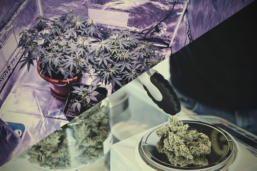 Erba coltivata in casa o erba del coffeeshop: Qual è meglio?