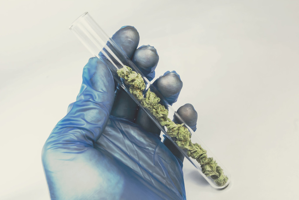 Le barriere alla ricerca sulla cannabis ostacolano il progresso