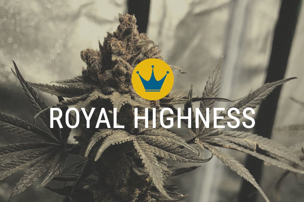 Royal Highness: CBD e THC in Perfetta Armonia