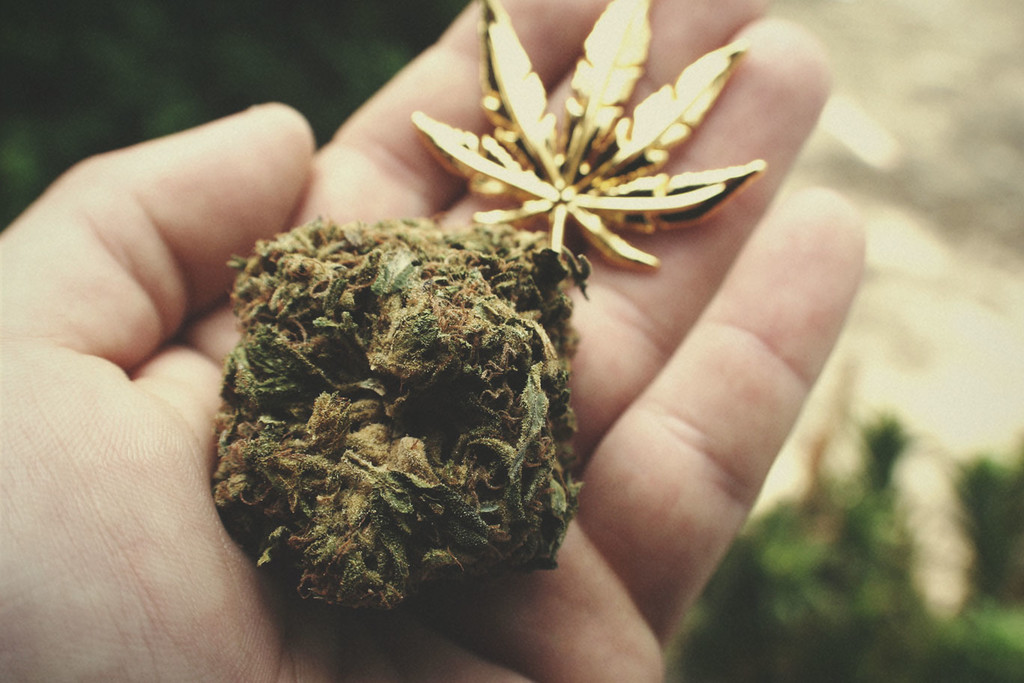 Quale cannabis viene considerata ad alto contenuto di THC? - RQS Blog