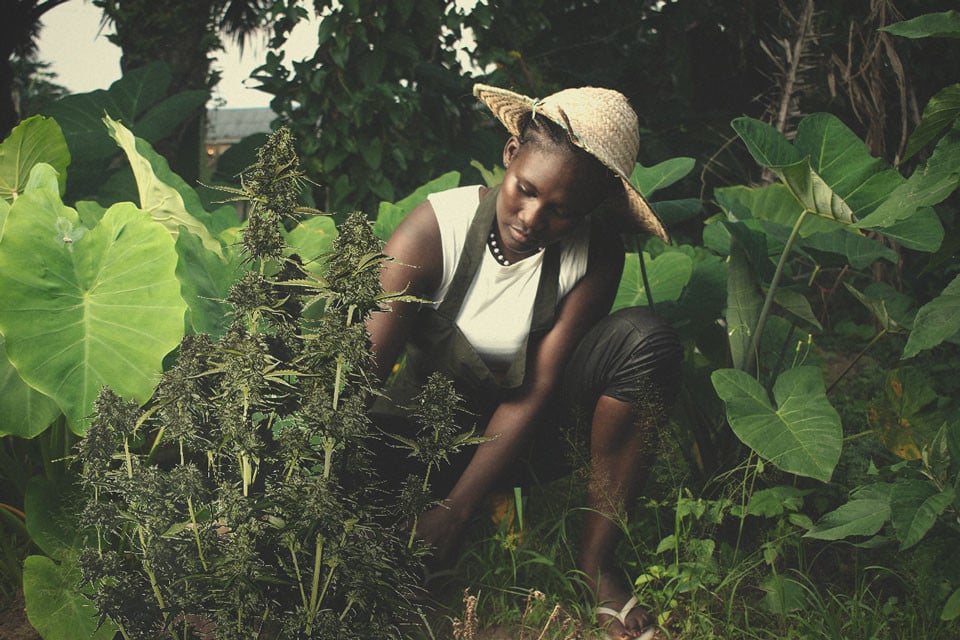 Erba Africana: La Storia della Cannabis in Africa