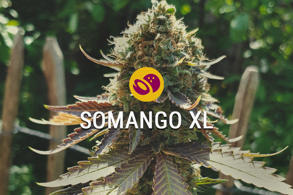Somango XL: Dolce, Tropicale e Facile Da Coltivare