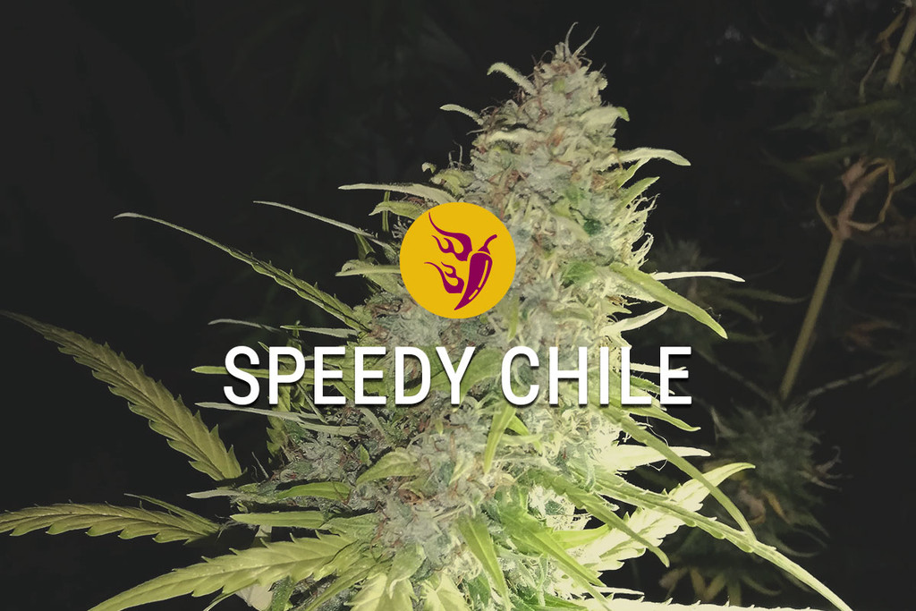 Speedy Chile: Veloce, Speziata E Molto Bella Nell'Insieme