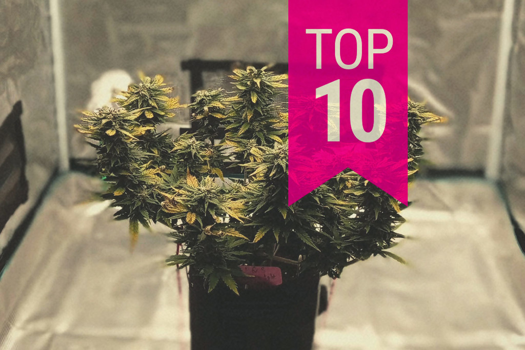 Le migliori 10 piante di cannabis più piccole