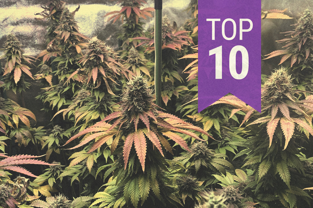 Le 10 migliori varietà di cannabis esotiche