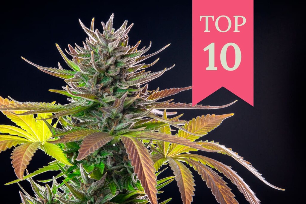 Le 10 varietà di cannabis più esotiche