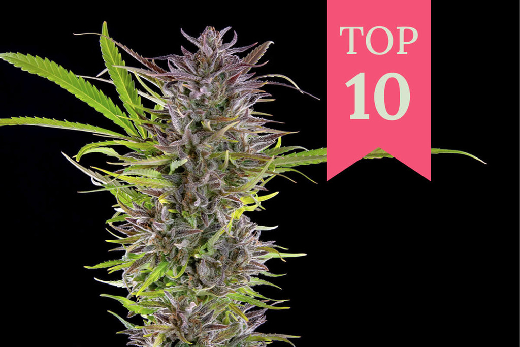 Le 10 varietà di cannabis più produttive da coltivare outdoor