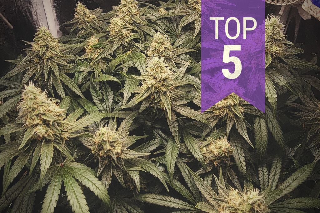 Le migliori 5 varietà di cannabis più difficili da coltivare