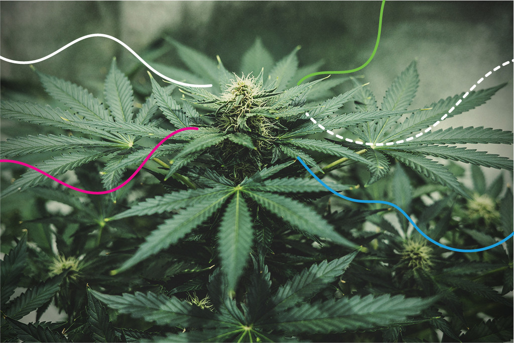 Fertilizzanti RQS: I migliori concimi per cannabis