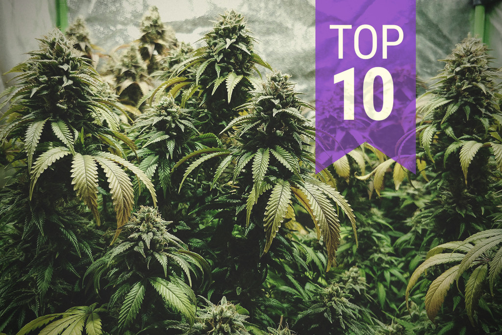 Le 10 migliori varietà di cannabis ibride