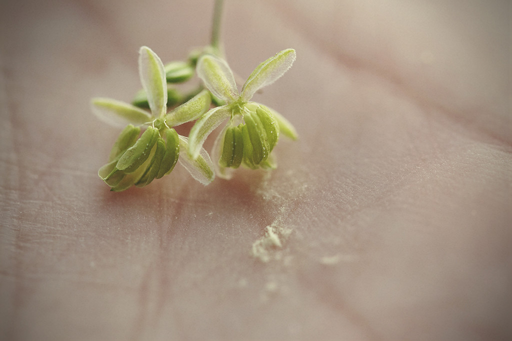 Polline di cannabis: Quando, perché e come usarlo