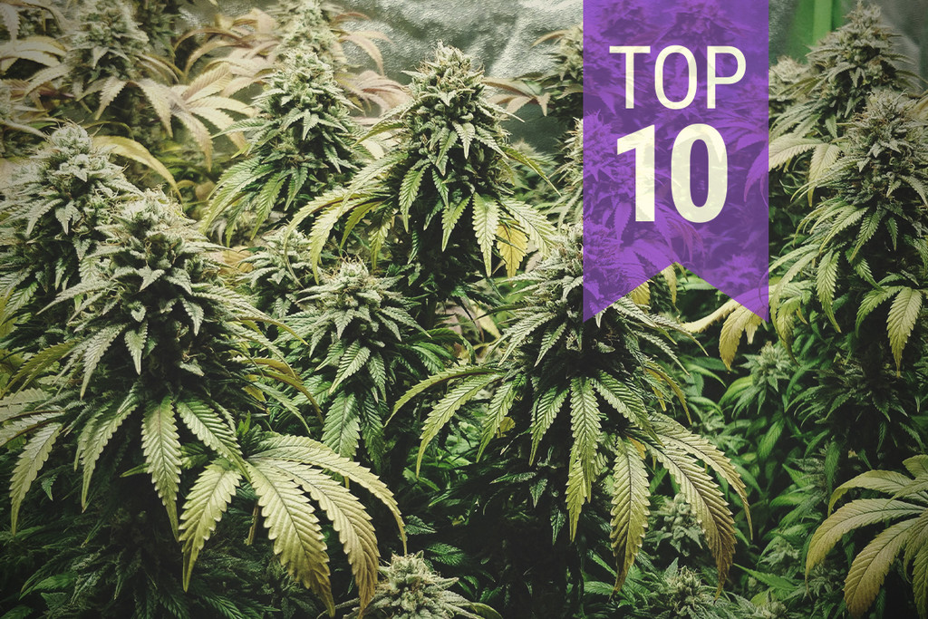 Le 10 varietà di cannabis più profumate
