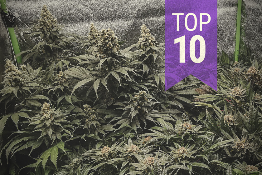 Le 10 migliori varietà di cannabis da indoor ad alto rendimento