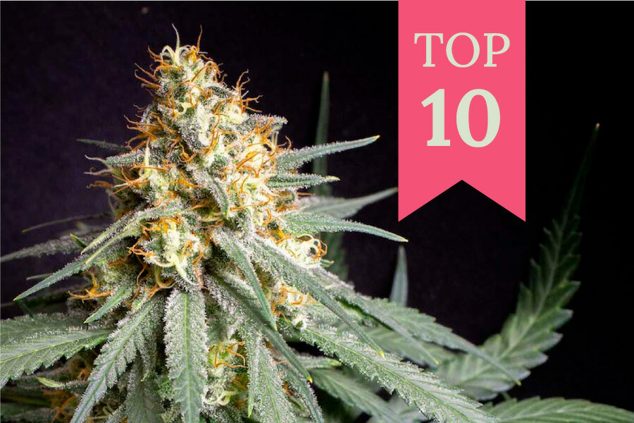 Le 10 varietà di cannabis più produttive per indoor