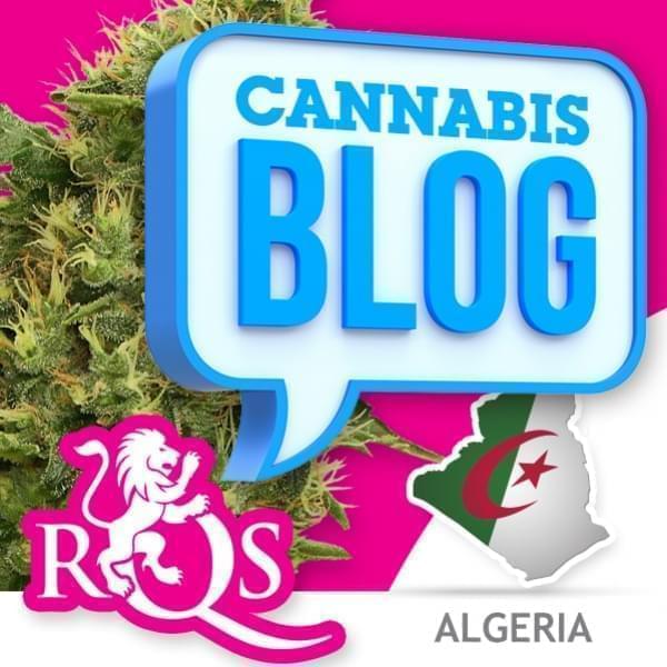 La cannabis in Algeria