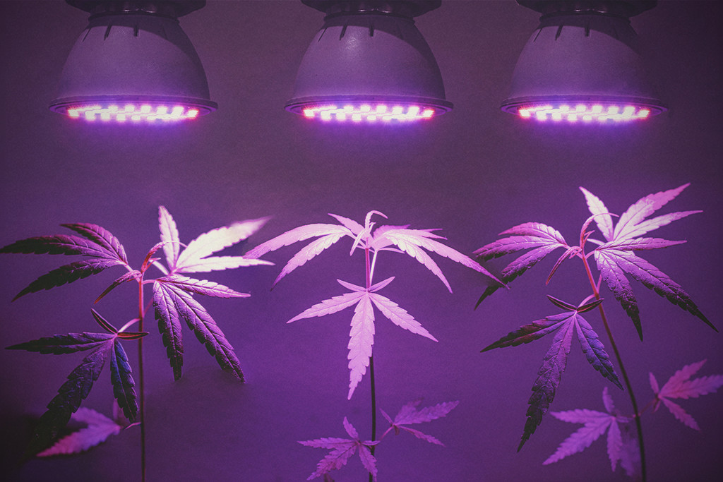 PPFD, PAR, lumen e foot-candle per coltivare cannabis