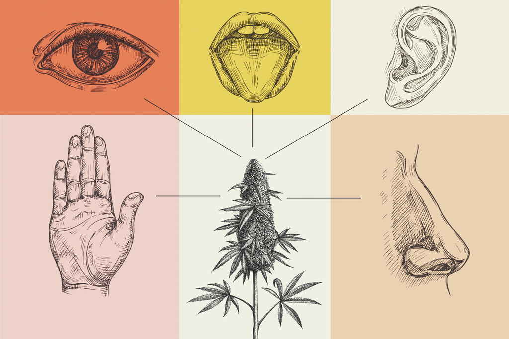 Come la cannabis influisce sui cinque sensi