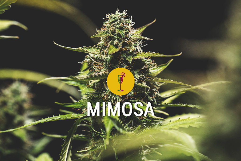Mimosa: Una varietà bella, potente ed aromatica
