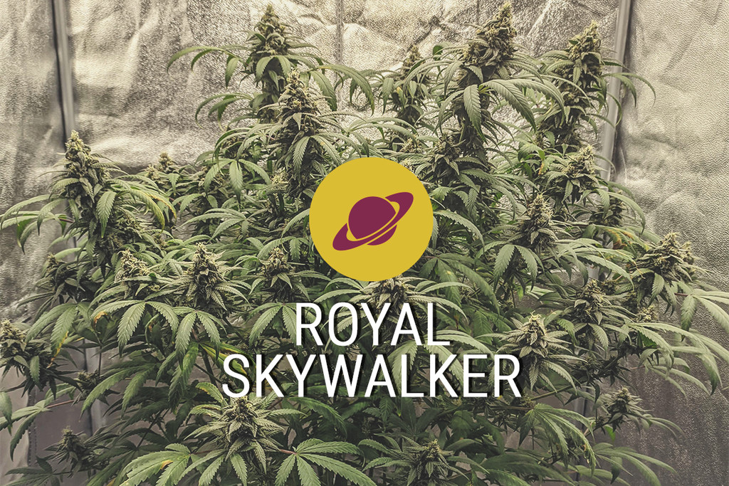 Varietà di cannabis Royal Skywalker