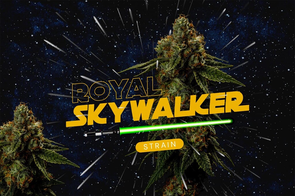 Recensione della varietà Royal Skywalker: Genetica, effetti, sapori e coltivazione