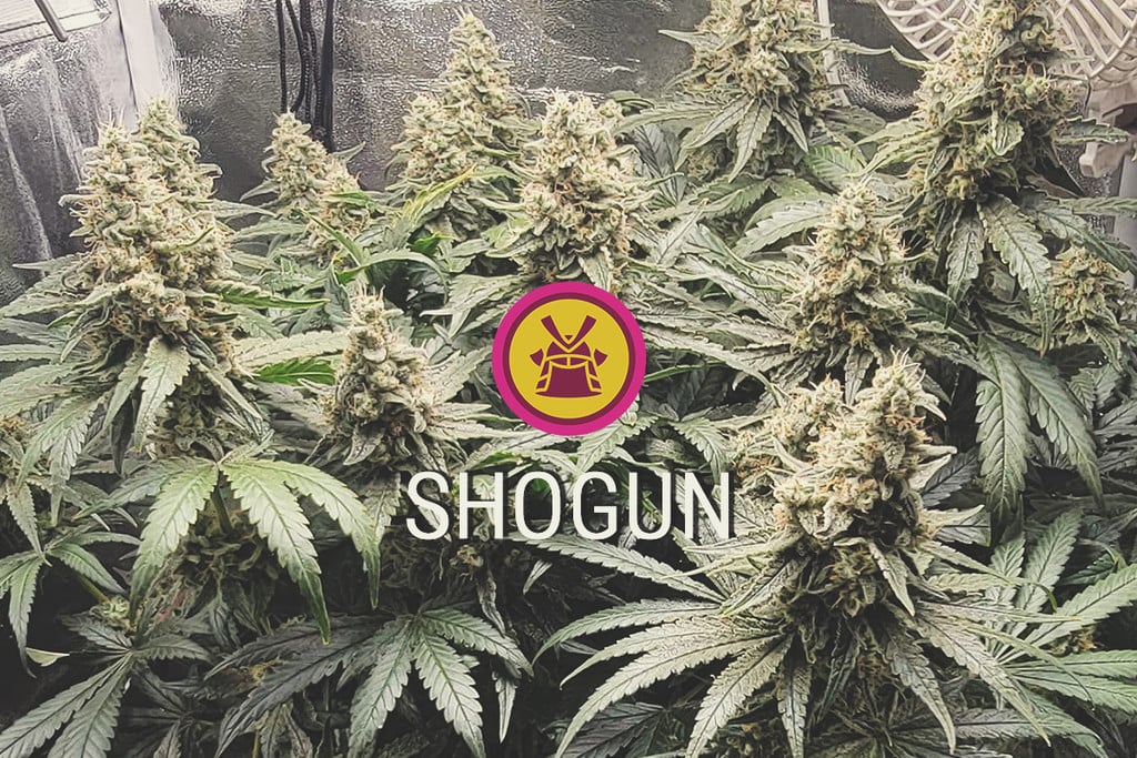 Shogun: Produttiva, viola e potente 