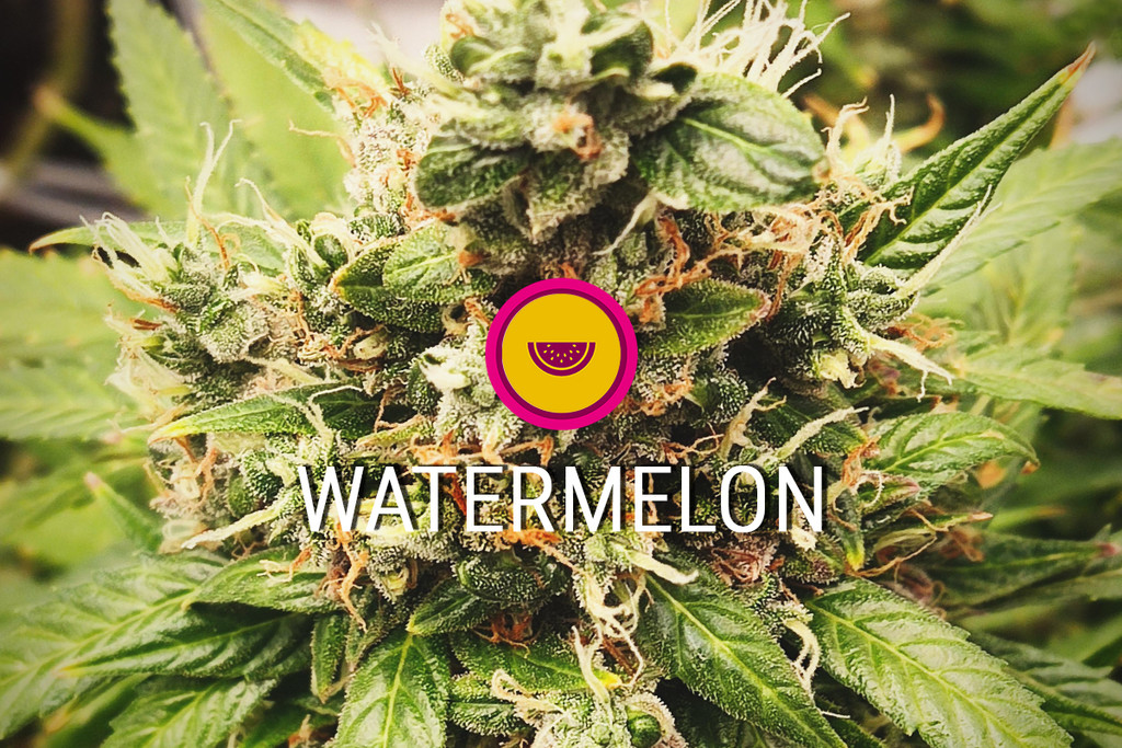 Varietà di cannabis Watermelon 