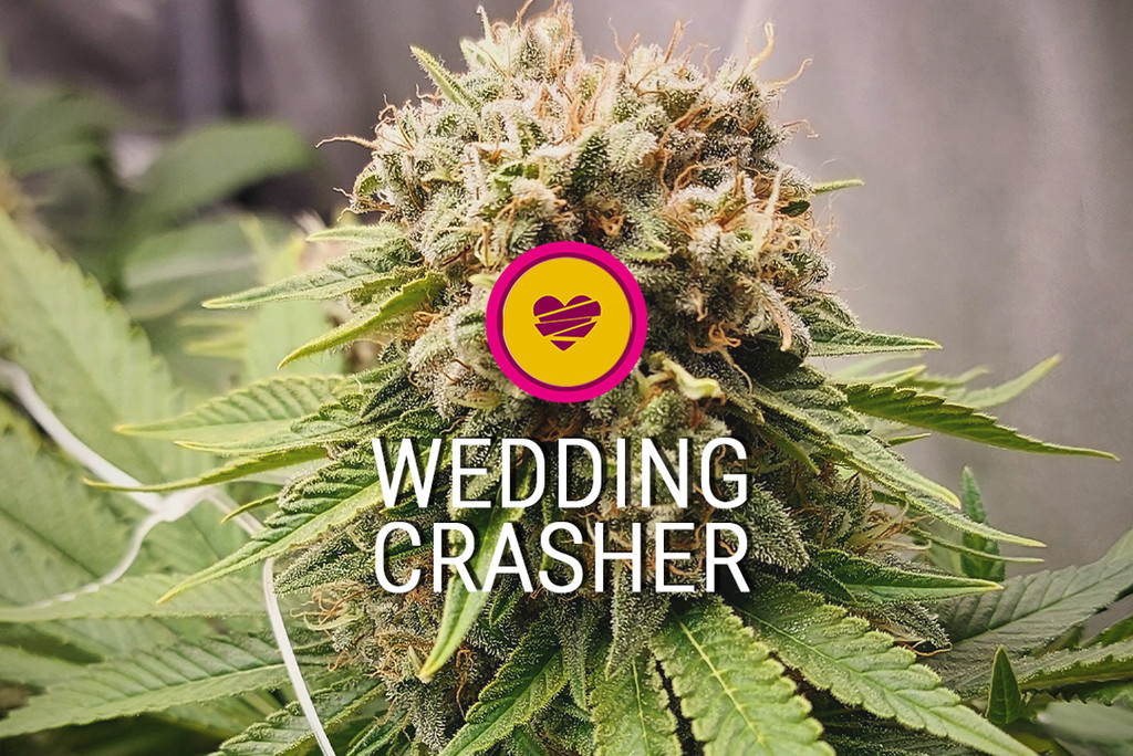 Varietà di Cannabis Wedding Crasher