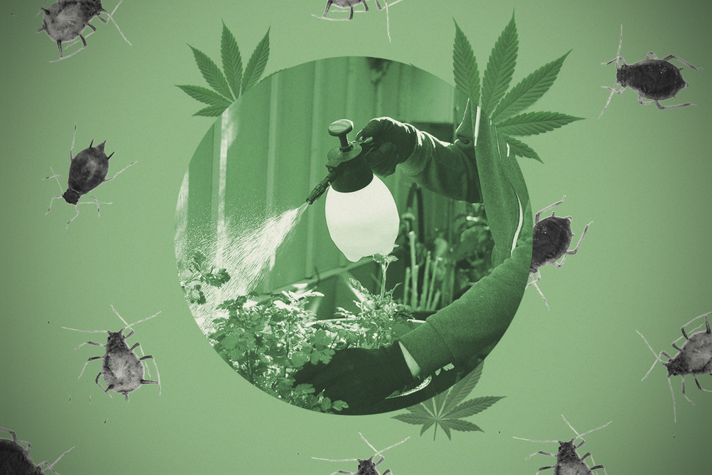 Come fare un sapone insetticida per la cannabis
