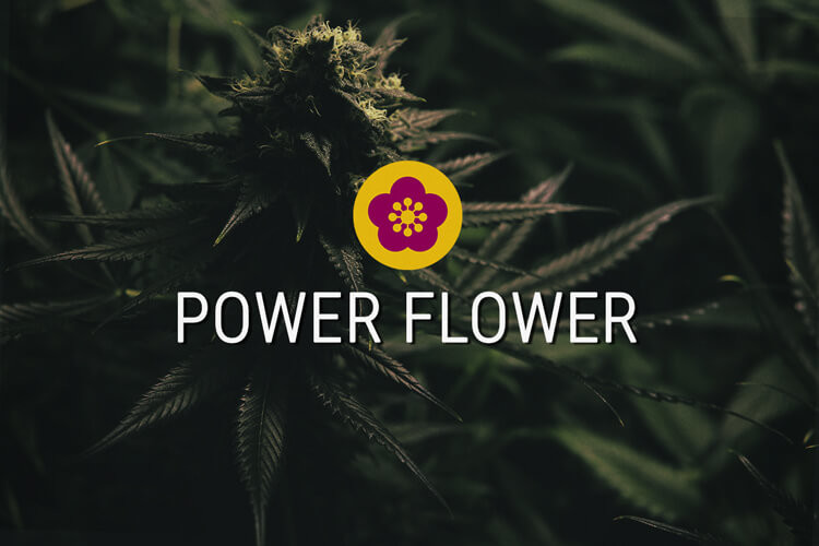 Power Flower Semi di cannabis Femminizzati