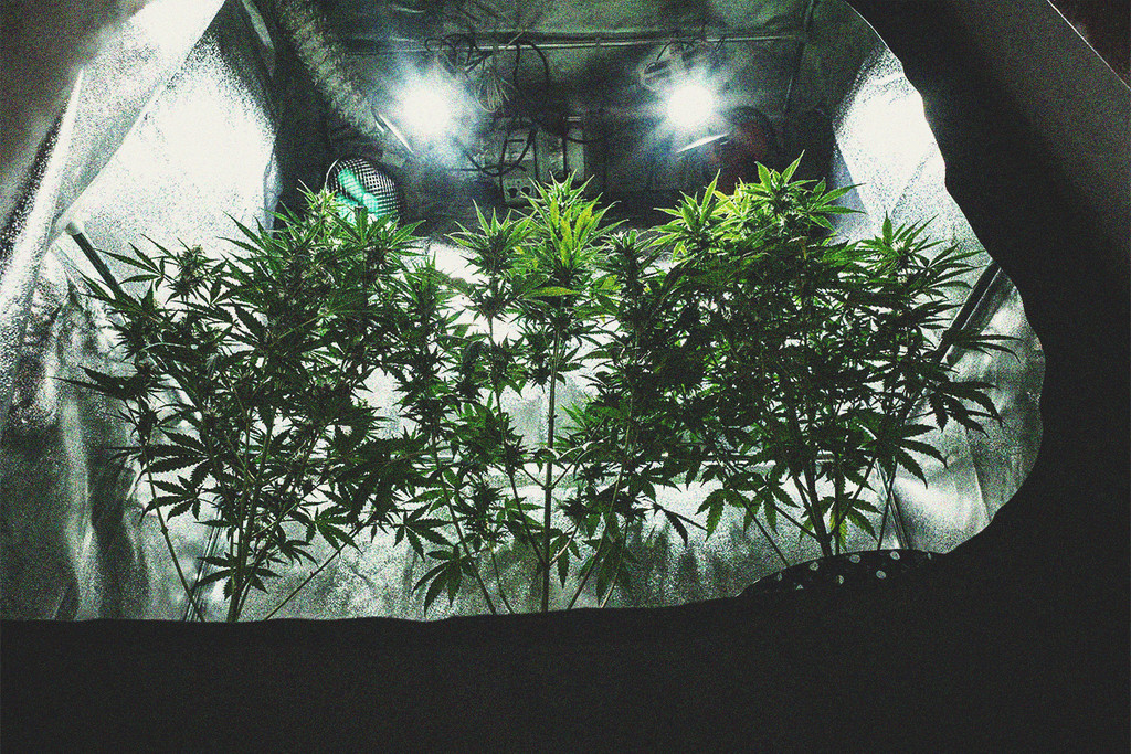 Tutto quello che c'è da sapere sui grow box