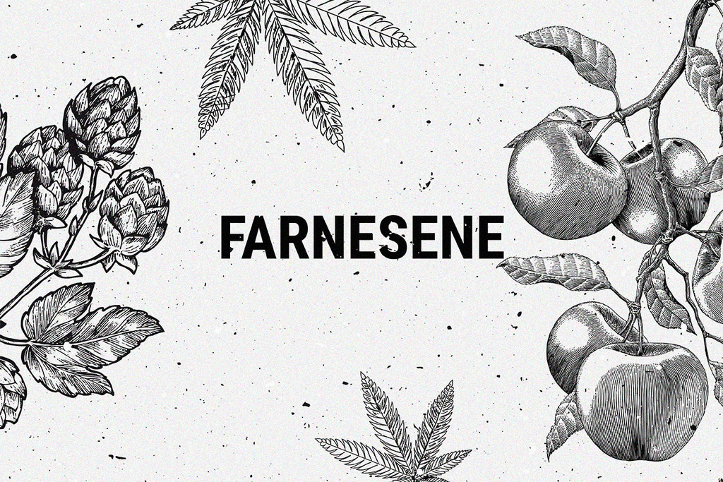 Farnesene: Un terpene della cannabis poco conosciuto