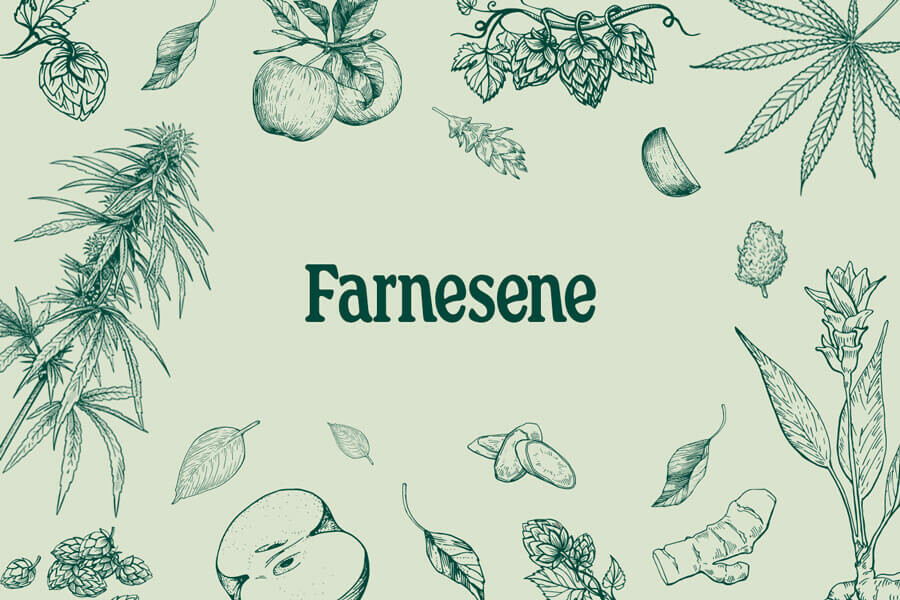 Farnesene: Un terpene della cannabis poco conosciuto