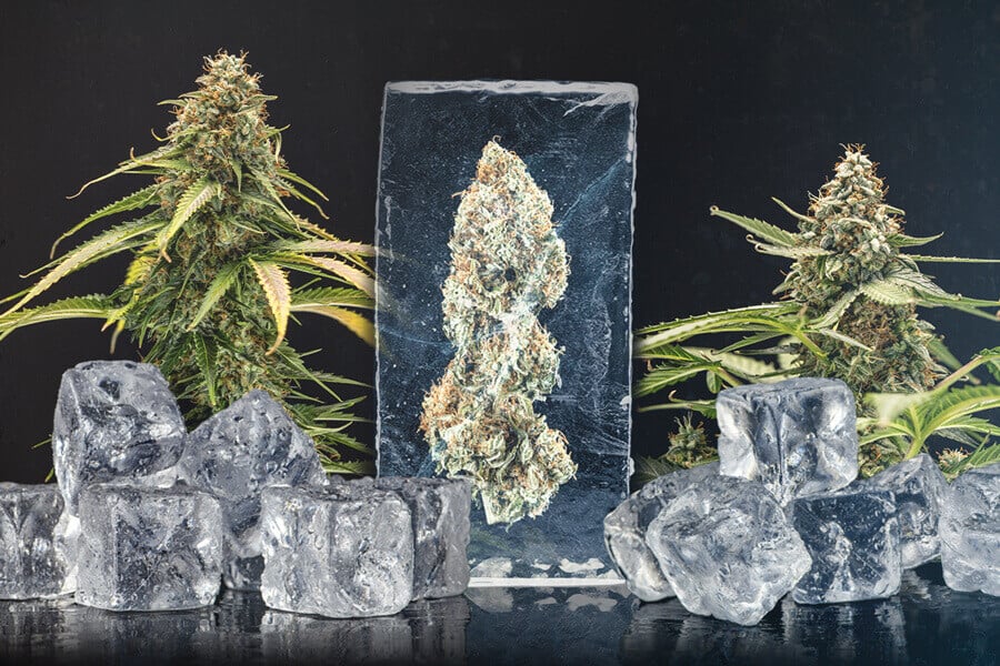 Congelare la cannabis fresca appena raccolta: Una guida