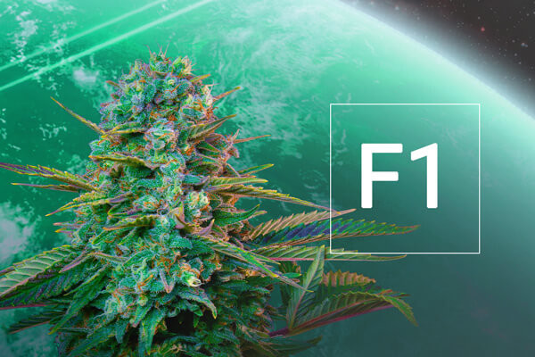 Cosa sono i semi di cannabis ibridi F1?