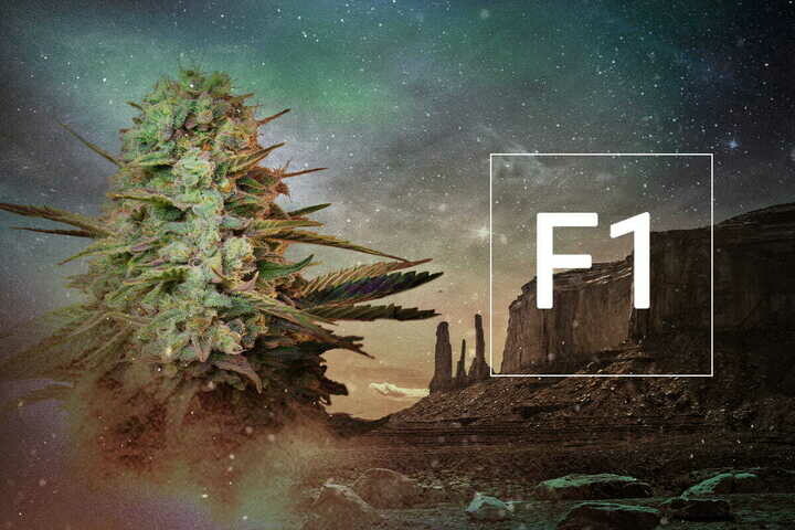 Cosa sono i semi di cannabis ibridi F1?