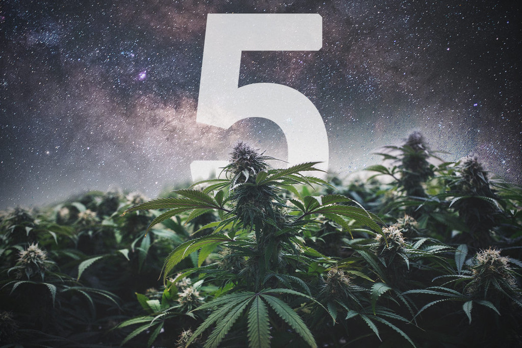 5 ragioni per coltivare semi di cannabis ibridi F1
