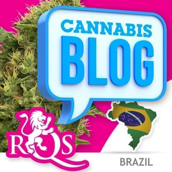 La cannabis in Brasile