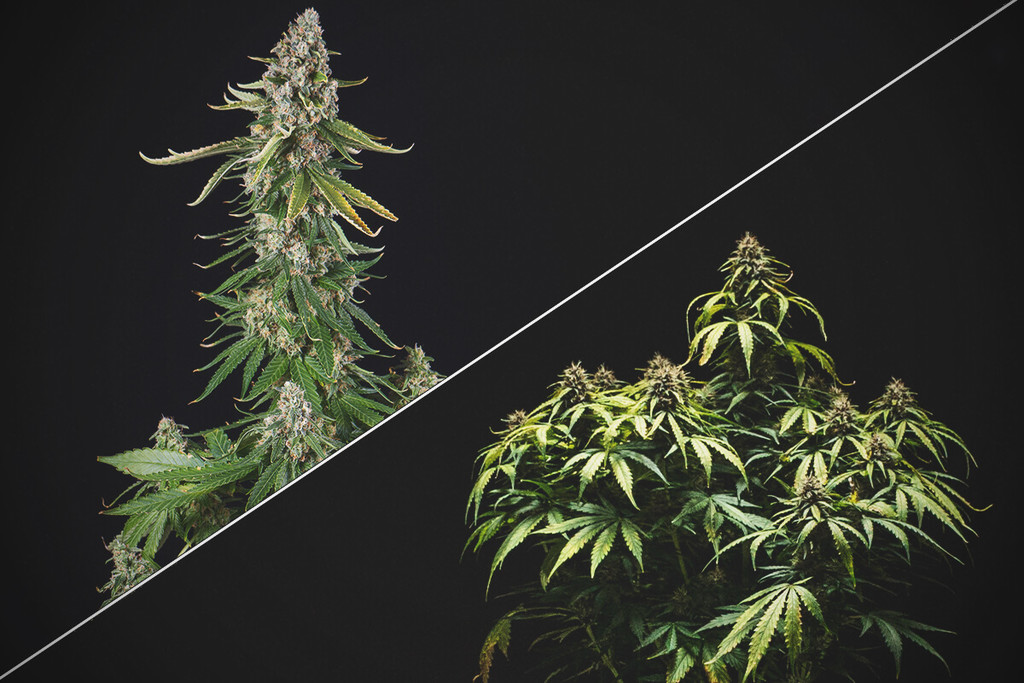 Cimare o non cimare: Vale la pena cimare le piante di cannabis?