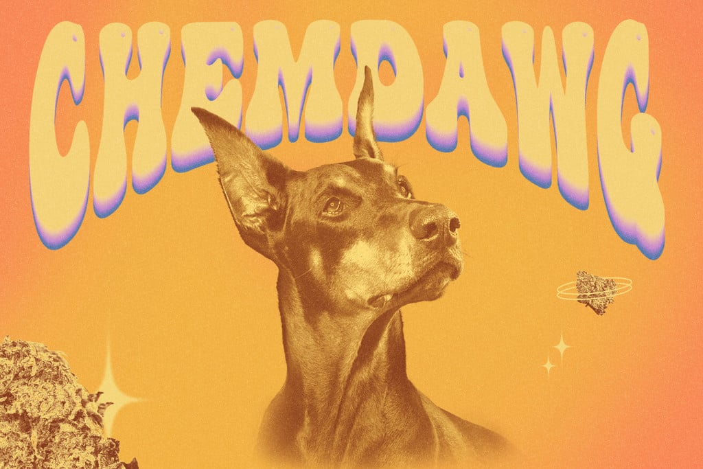 Chemdawg: Storia, sapori, effetti e molto altro