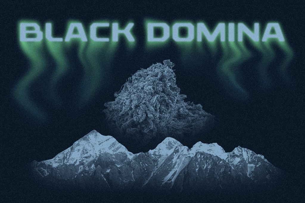 Black Domina: Un membro della famiglia reale delle indica